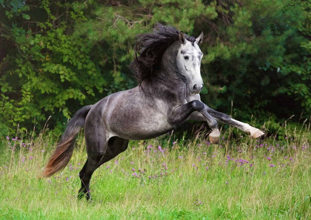 Andalusian horse breed feautred image