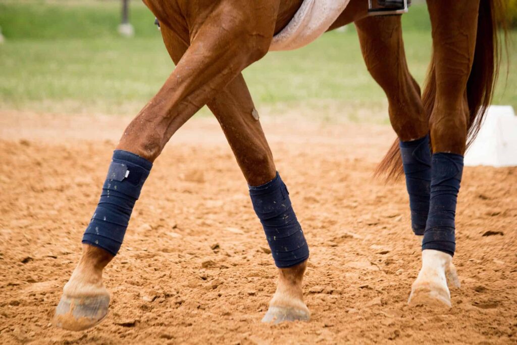 best fly boots for horses featured image