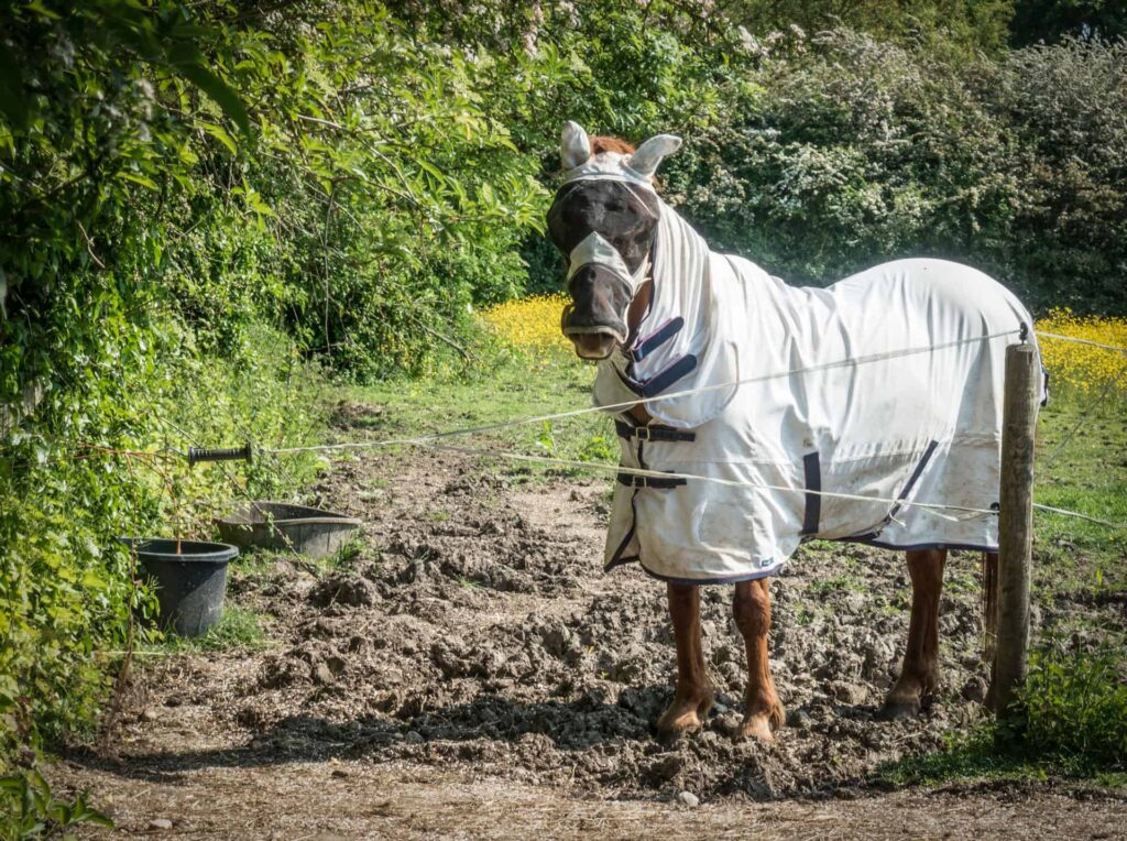 best fly sheets for horses featured image