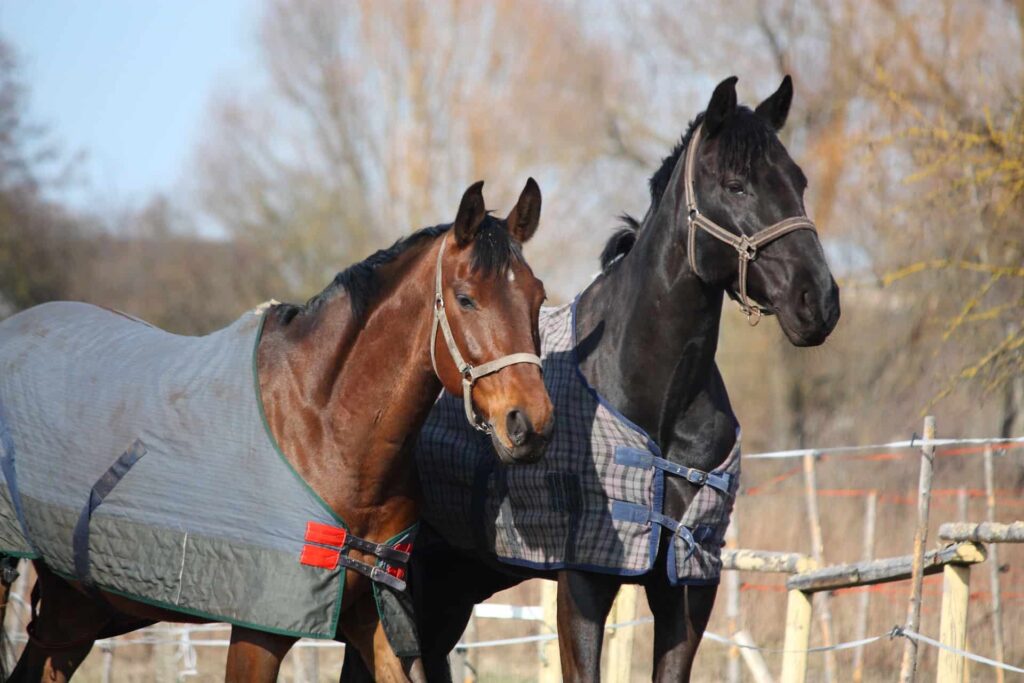 best horse blankets featured image