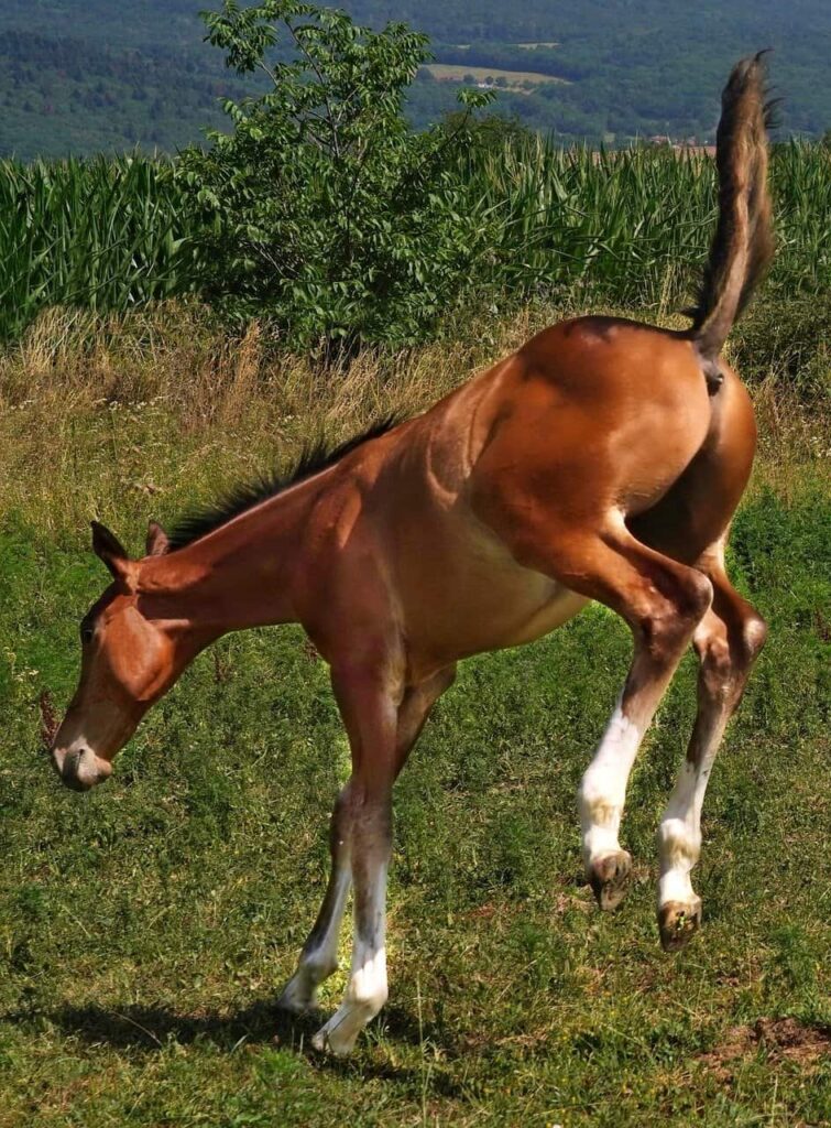 A brown foal kicking in a green field