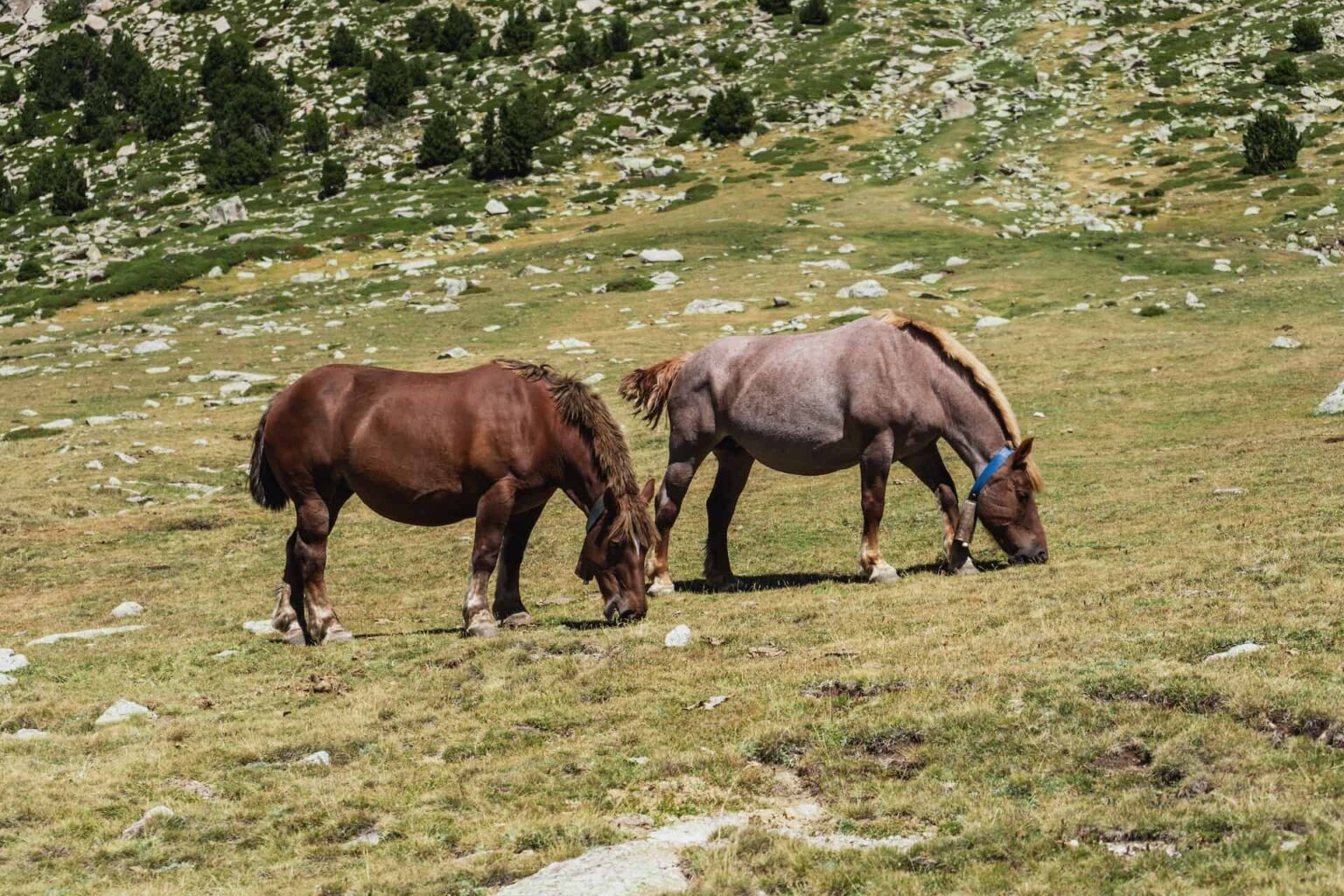 How to Breed Horses: Techniques for Successful Mating - All About Horses