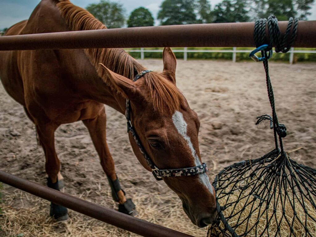Best horse hay feeders featured image