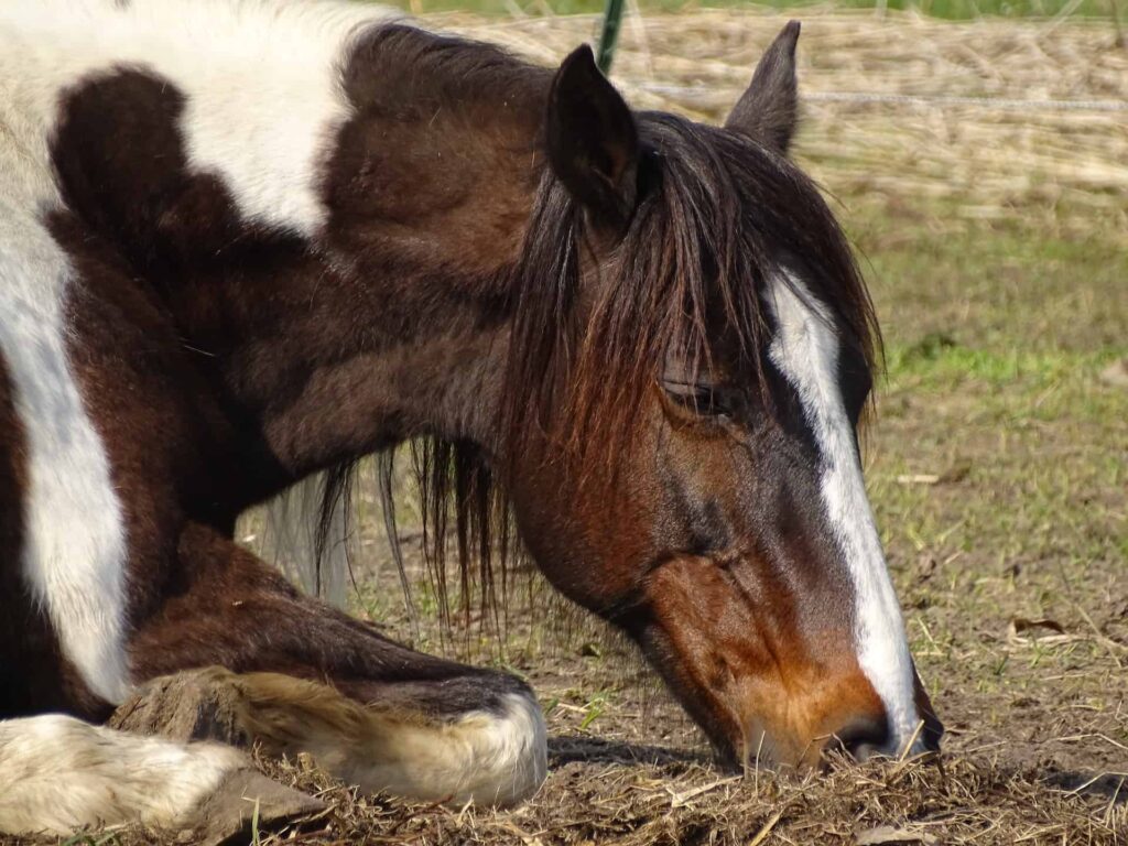 Do Horses Sleep Standing Up featured image