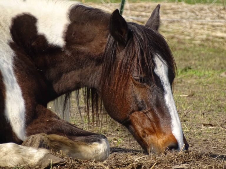 Do Horses Sleep Standing Up? Understanding Equine Sleep Patterns All