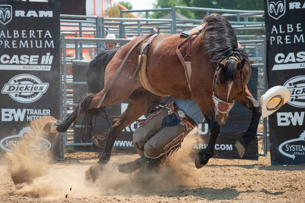 Horse and Cowboy during Rodeo Bronc Riding