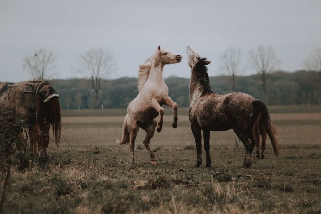 Playful horses standing on pasture in countryside 