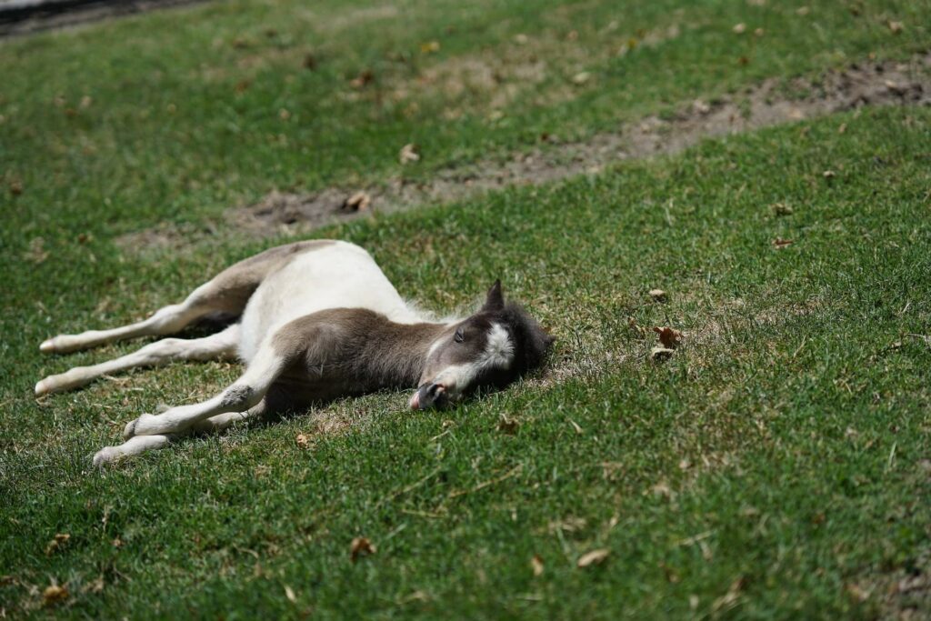 a foal sleeping laying down