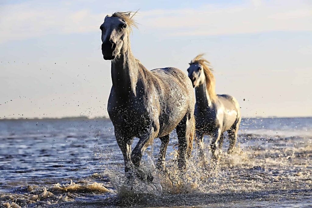 Black horses running in water under sunny sky