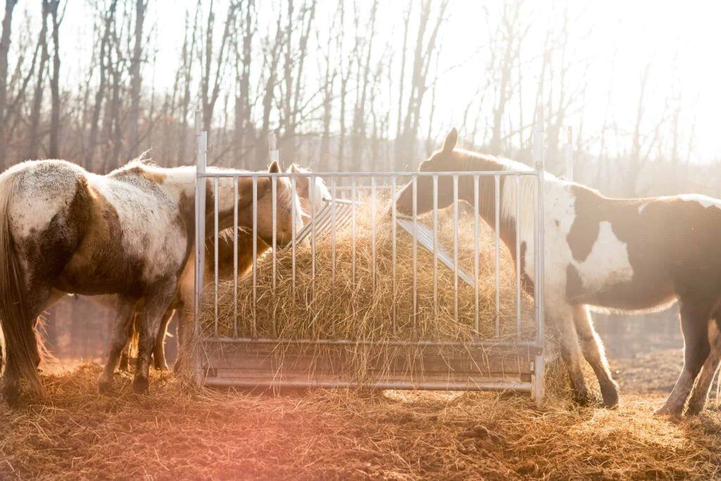 Horses eat from hay feeder