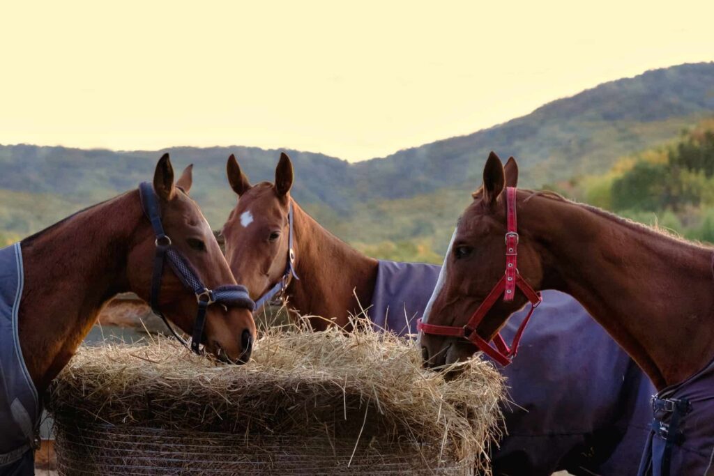 Horses enjoy hay in feeder