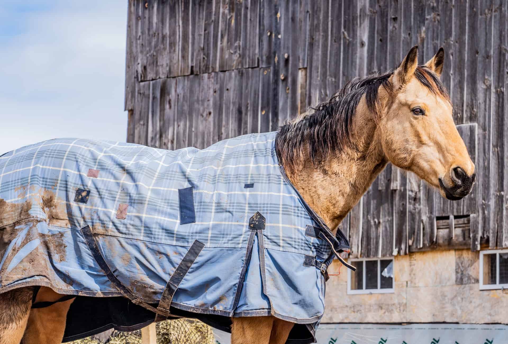 How to Measure for a Horse Blanket featured image