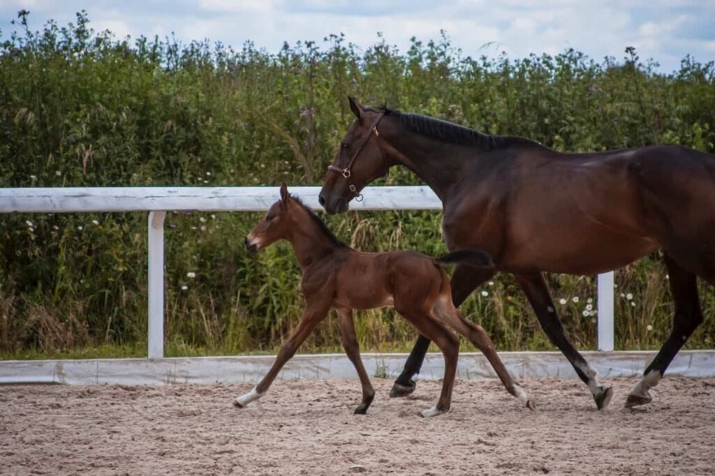 A gaited mare and her foal