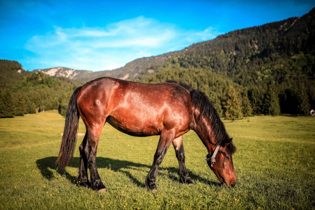 Adolescent horse eating grass in countryside near mountains