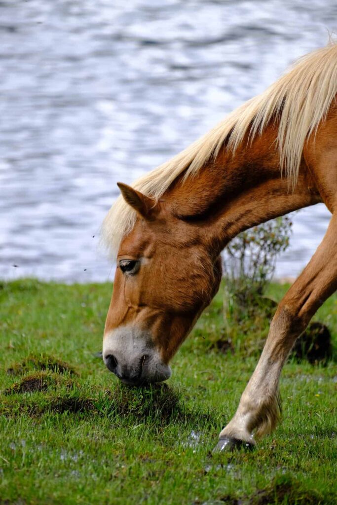 Brown horse on a grass field near lake