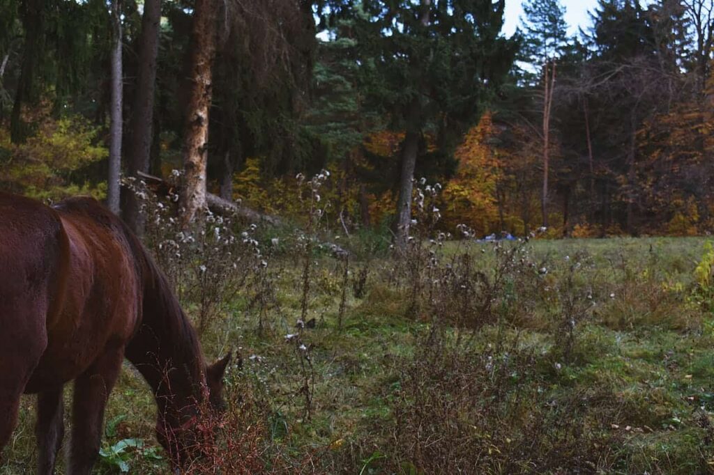 Brown horse surrounded with trees grazing on grass