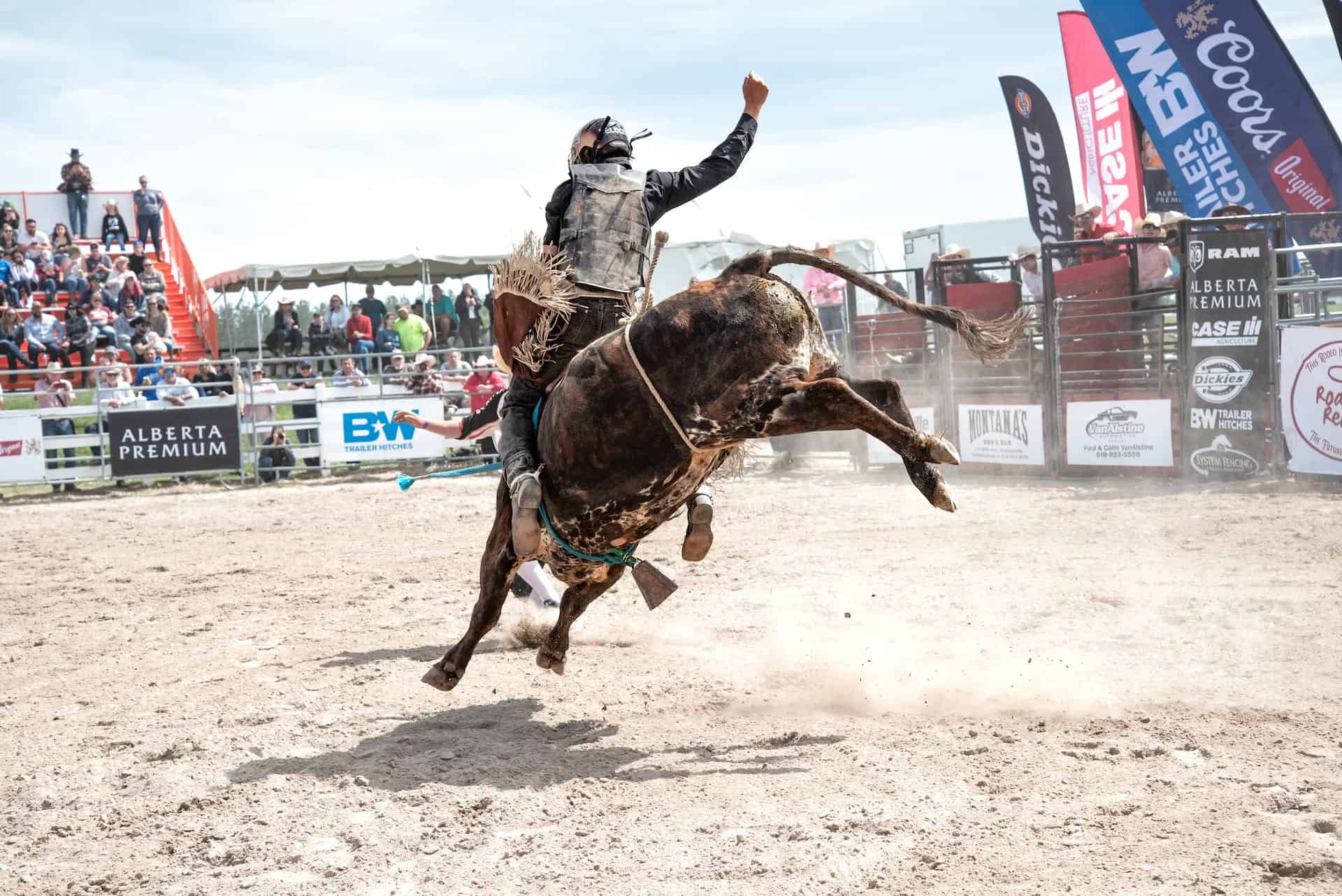 Bull riding featured image