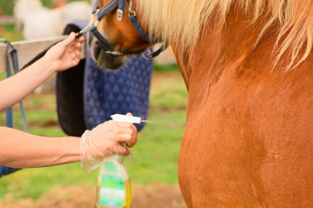 Owner holding anti-insect repellent and spraying brown horse for horse flies