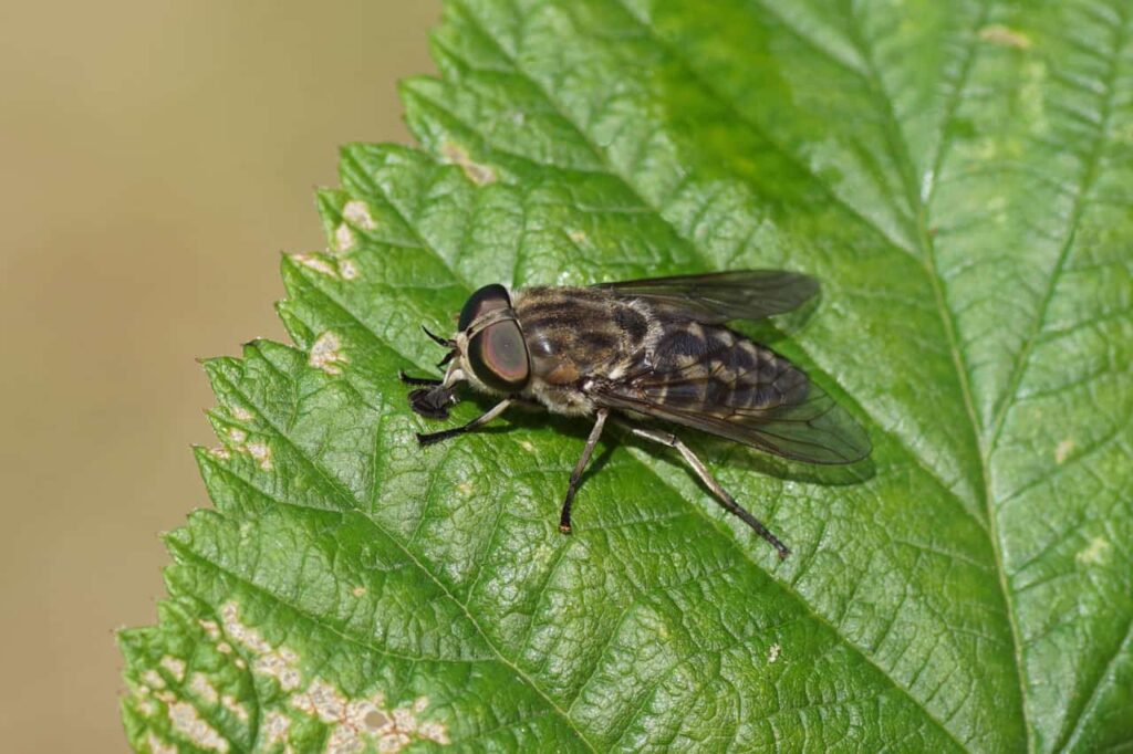 Close up of female large marsh horsefly