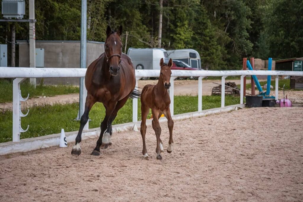 Gaited horse galloping with foal on dirt track