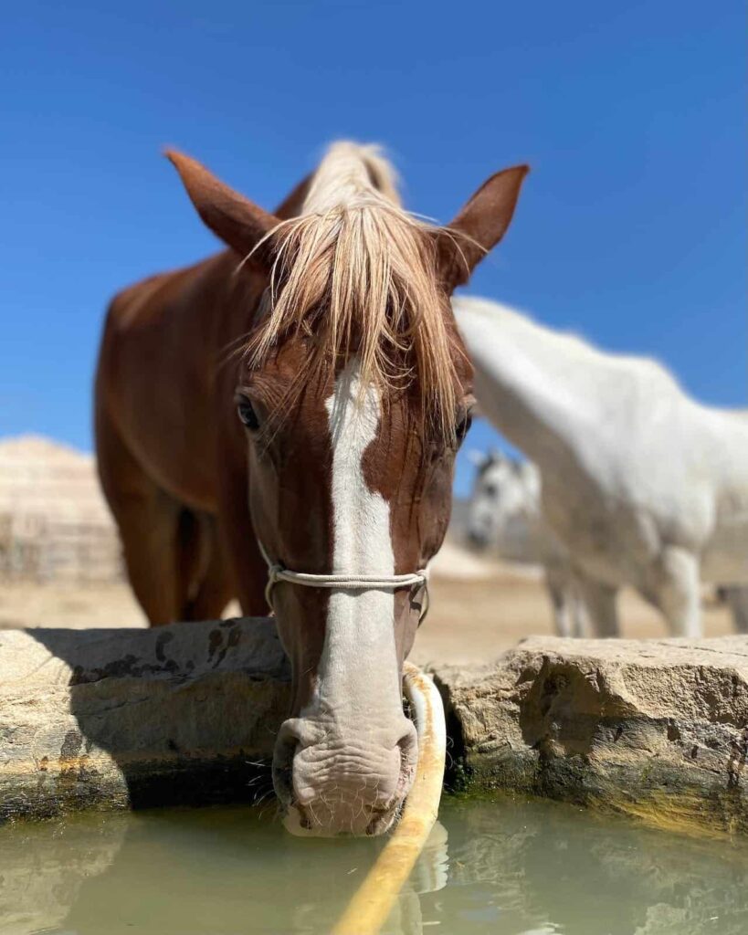 Horse drinking water from stone water tank on desert ranch