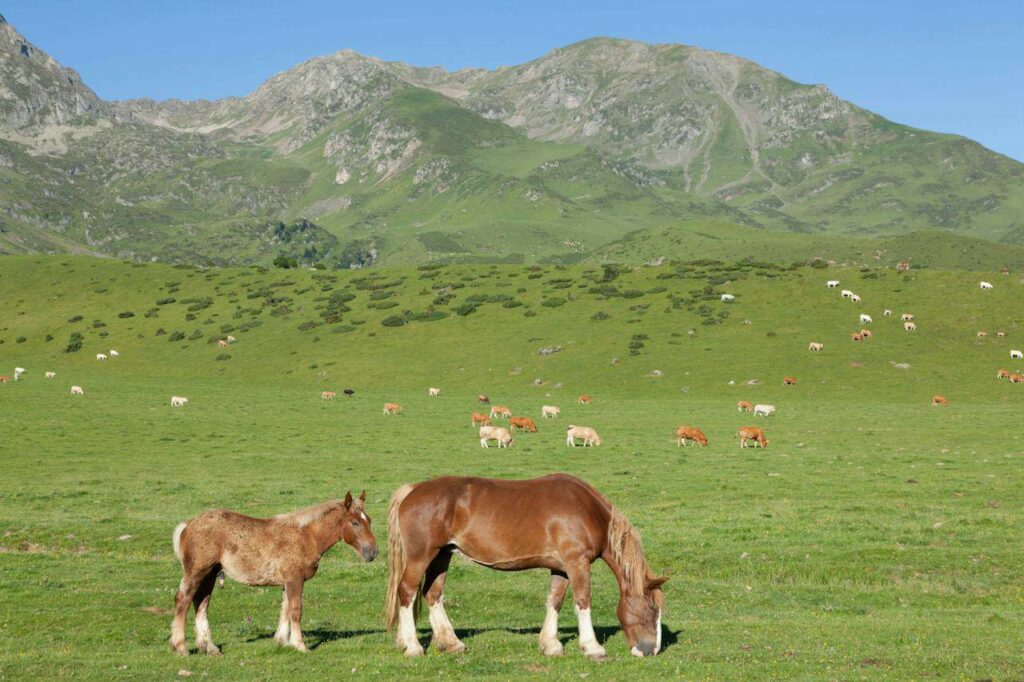 Horse and foal grazing on grassland plain near mountain range