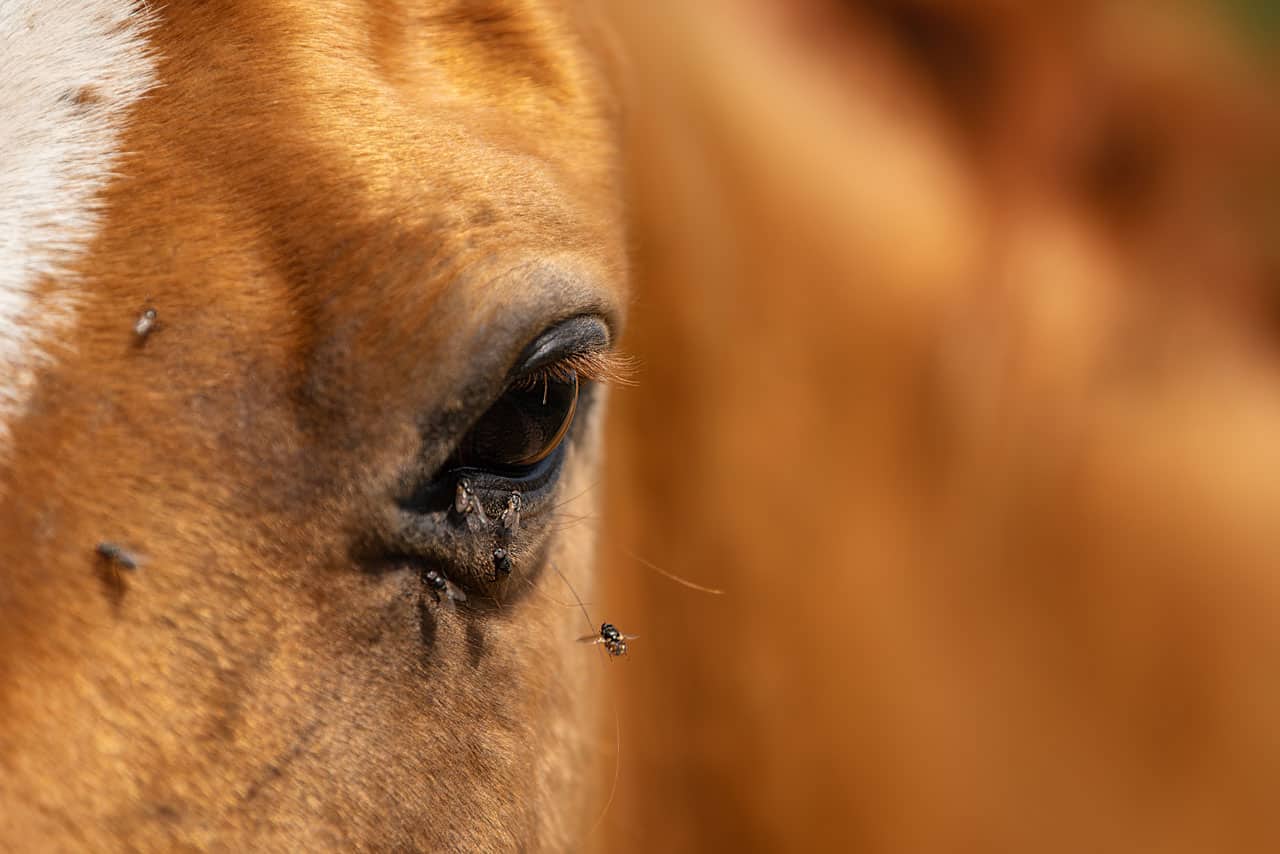 How to get rid of horse flies featured image
