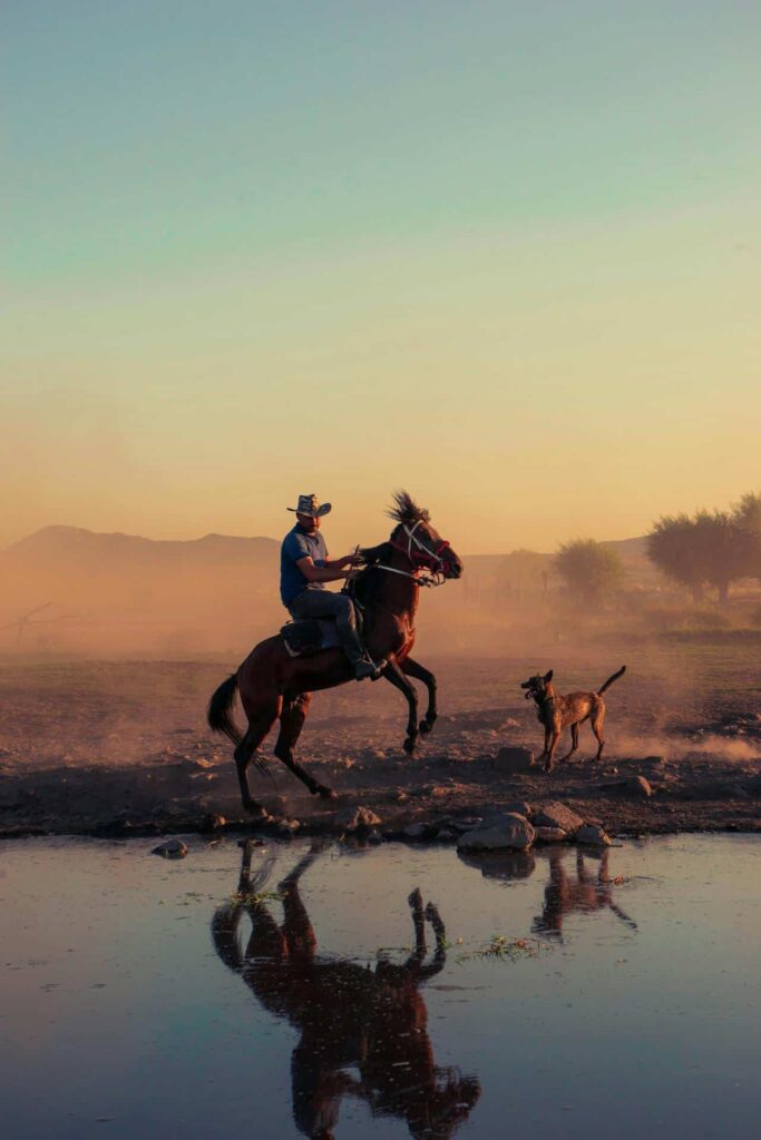 Man riding a horse at sunset near wild dog