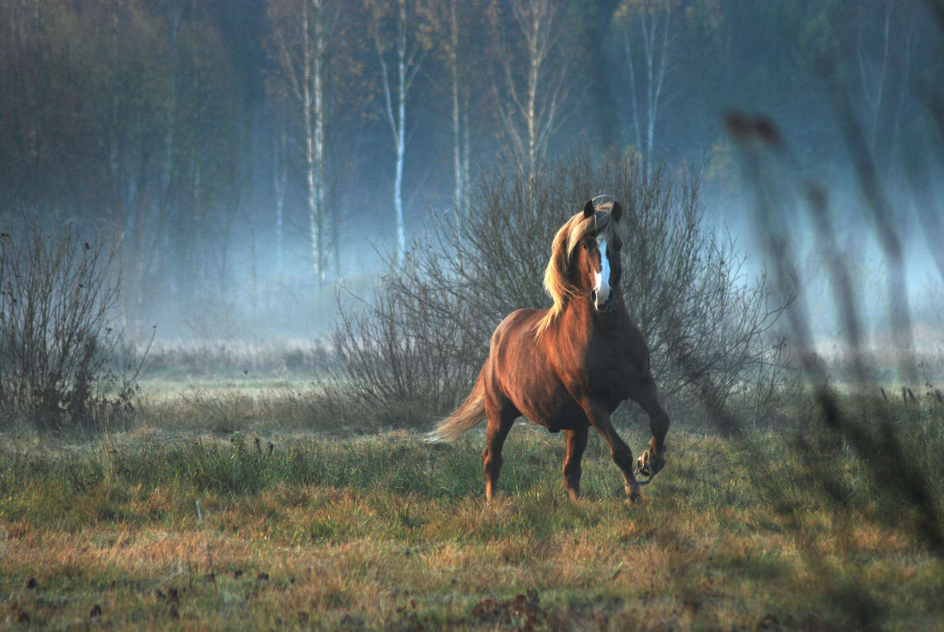 Predators of horses featured image