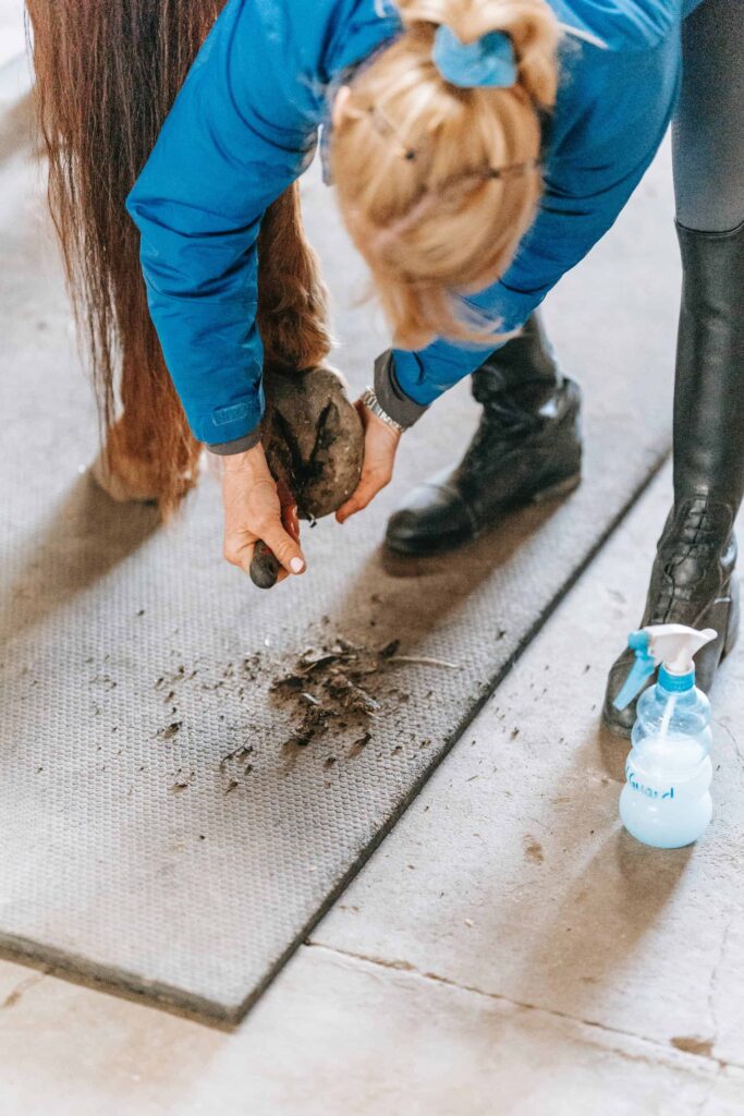 Trainer cleaning horse hoof to prevent laminitis
