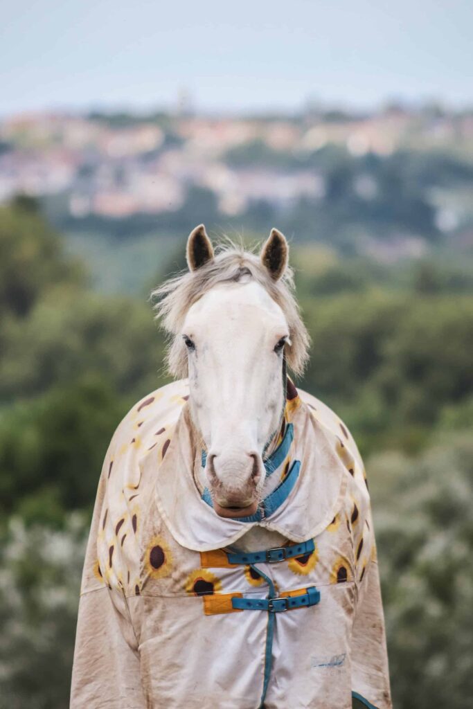 White horse in field during winter wearing a blanket with city in the background