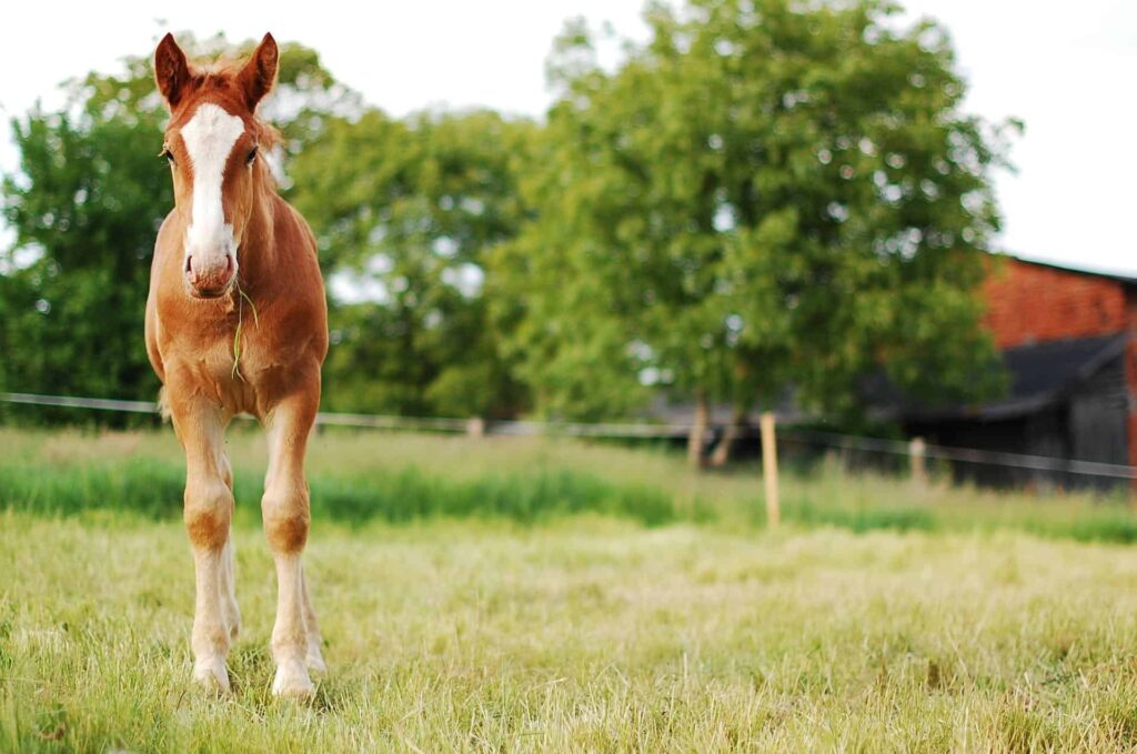 Young brown foal plays in the grass