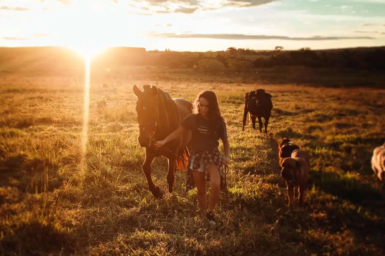 How to Keep Horses Cool in Hot Weather image