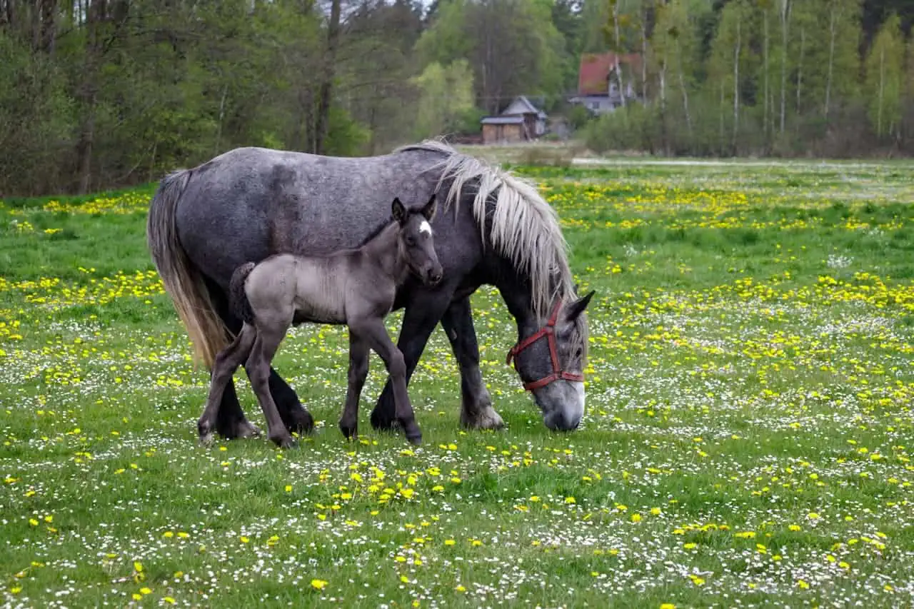 Mares and foaling featured image