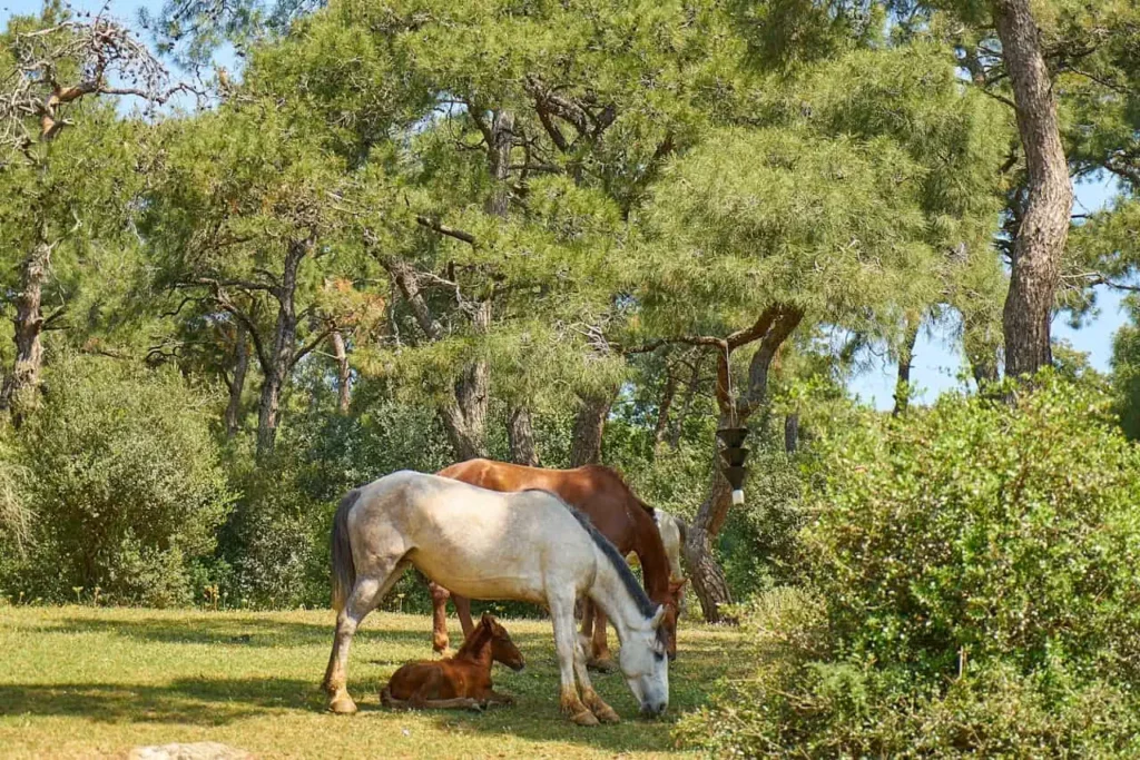 White and brown horses eating grass