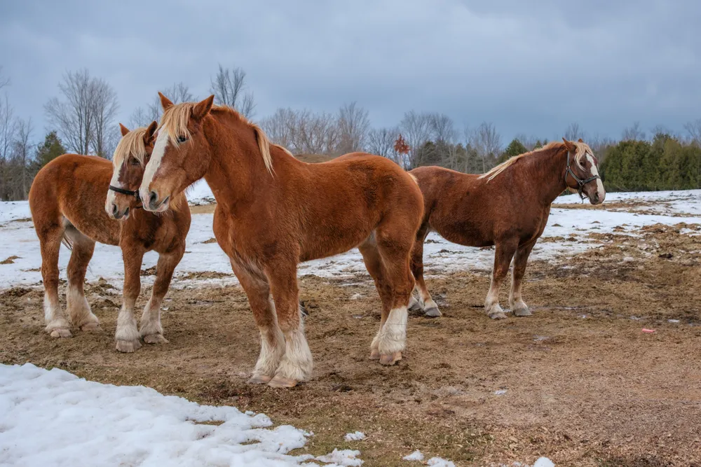 Three chestnut American Belgian Draught horses stand in a field in late winter, with snow on the ground