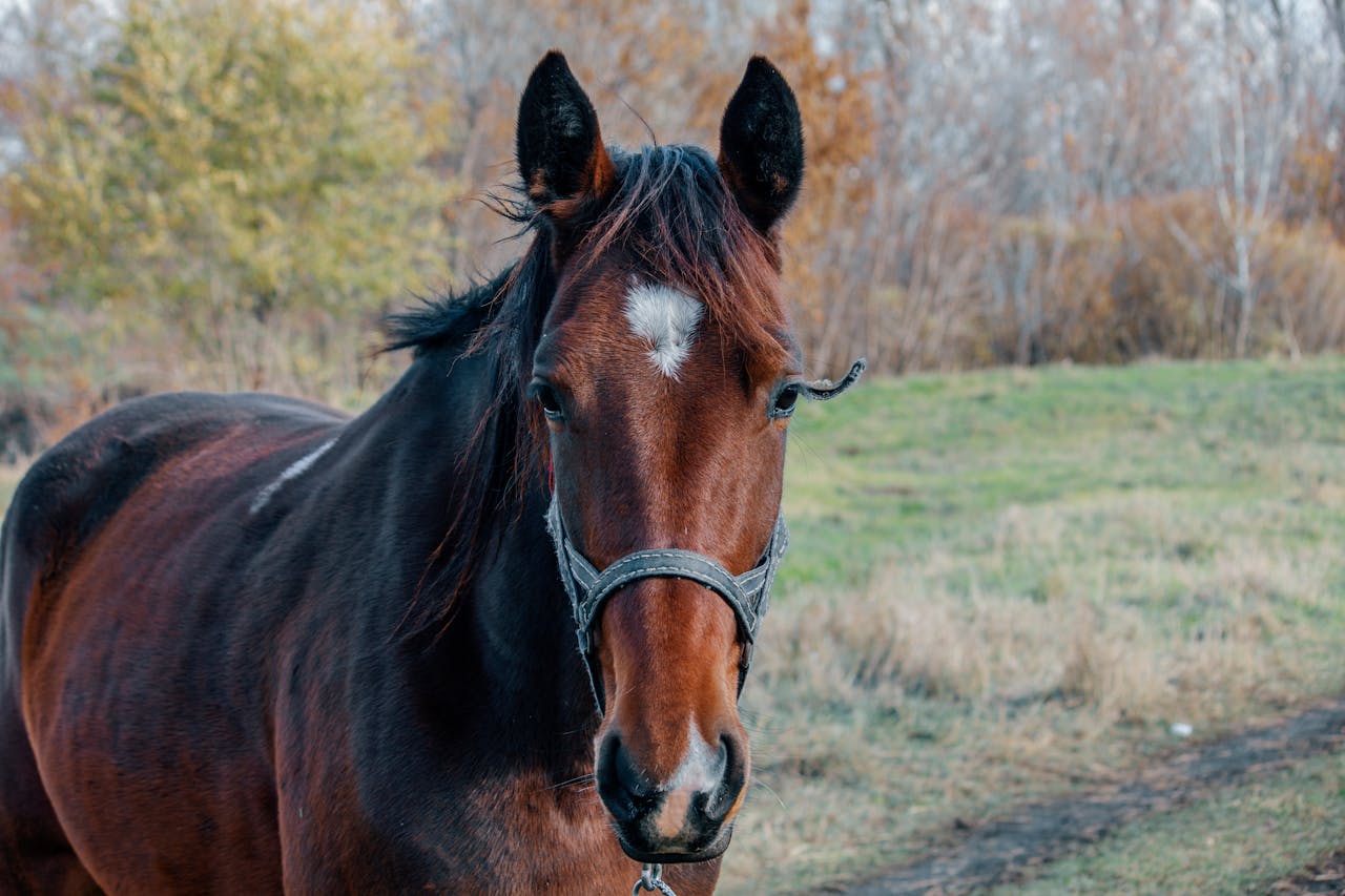 Hyperkalemic Periodic Paralysis HYPP in Horses featured image