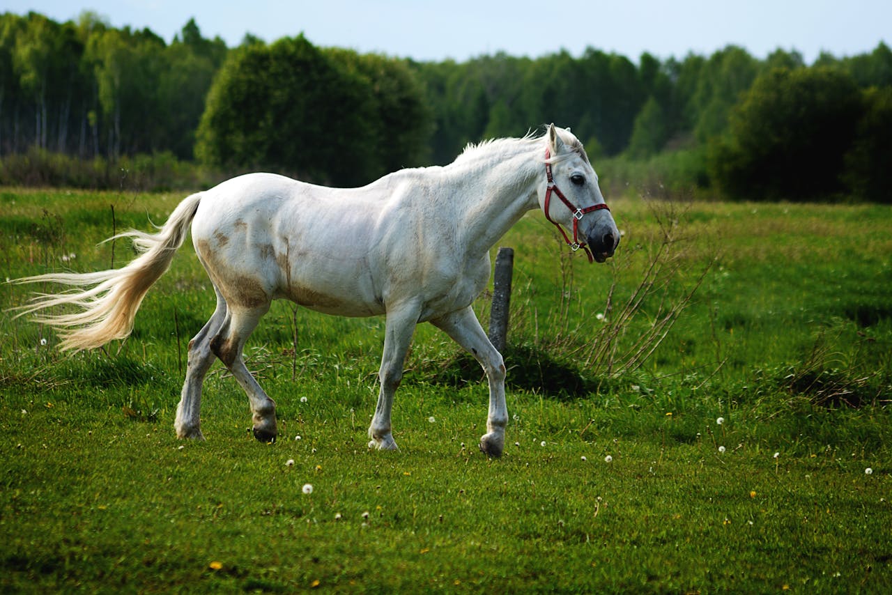 Malignant Hyperthermia in Horses featured image