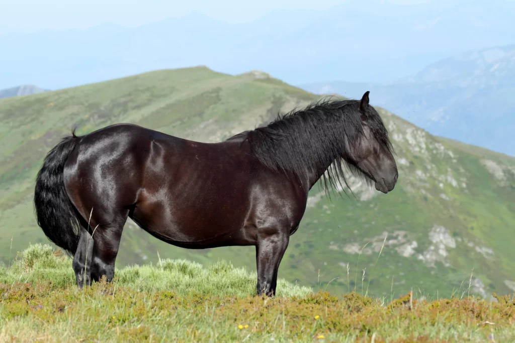 Black Abtenauer Horse Breed